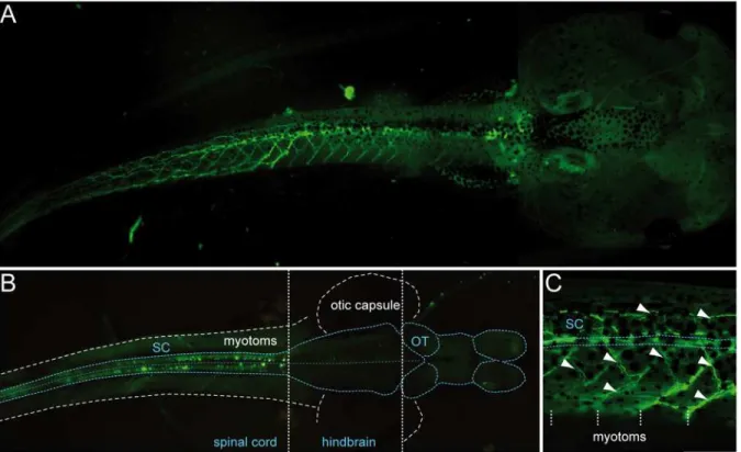 Fig 5. Most of the fluorescence visible in transgenic uts2b -GFP X. laevis tadpoles occurs in cells located in the spinal cord and in motor axon projections