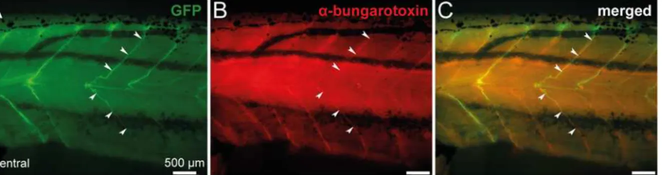 Fig 8. Spinal GFP + axon motor projections of transgenic uts2b -GFP X. laevis tadpoles co-localize with α -bungarotoxin, a marker of postsynaptic neuromuscular junctions