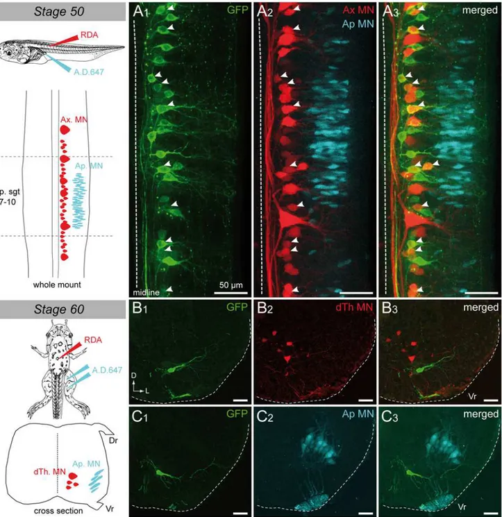 Fig 9. Spinal GFP + cells of transgenic uts2b -GFP X. laevis tadpoles project to tail myotomes