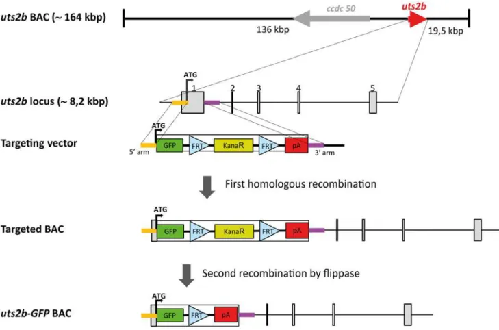 Fig 1. Strategy for constructing the recombinant uts2b BAC containing uts2b -EGFP expression cassette