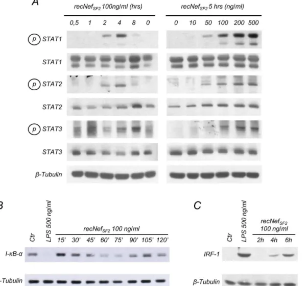 Fig 1. Nef treatment induces STATs tyrosine phosphorylation, I-B degradation and IRF-1 expression in BV-2 microglial cells