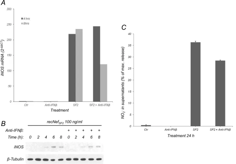 Fig 4. Nef-induced IFNβ production concurs to Nef-dependent iNOS induction. (A) BV-2 cells were treated for the indicated time with myr + Nef SF2 (100 ng/ml) in the presence of anti-IFNβ neutralizing antibodies as described [36]