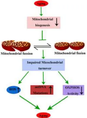Figure 1 | The effects of mitochondrial biogenesis disruption in ageing. Source: Yuan et al., 2016.(15) 