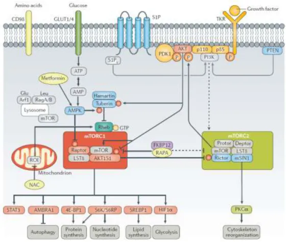 Figure  3  |  mTOR  activation  pathway  by  growth  factors  and  main  downstream  targets