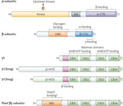 Figure 5 | Domain Structure of α, β and γ Subunits of AMPK and Their Isoforms.  Source: Hardie et al.,  2007