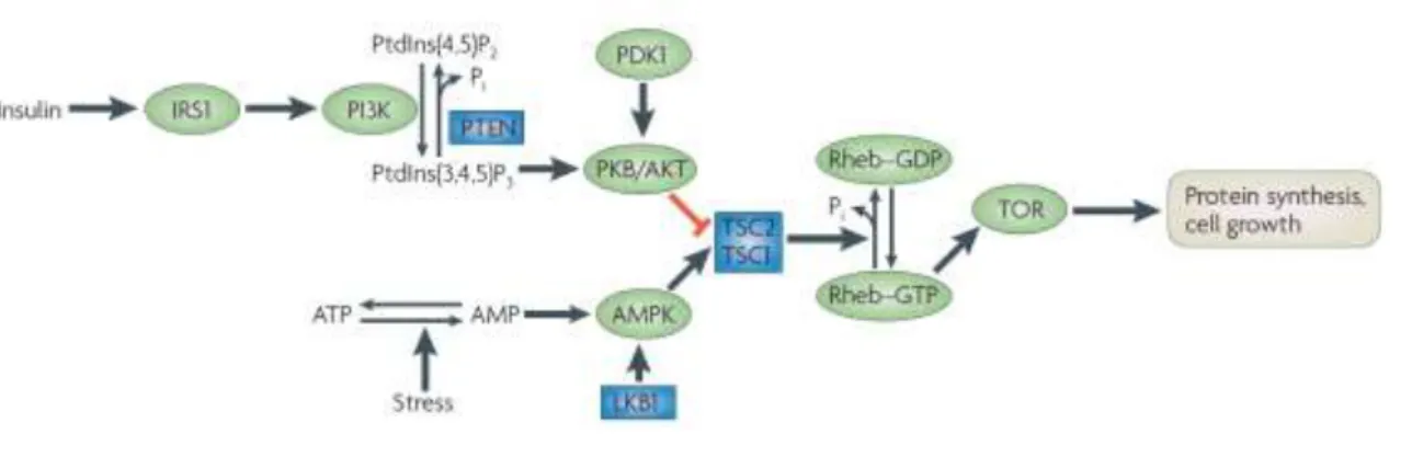 Figure 6 | mTORC1 activation pathways by Insulin and AMPK. Source: Hardie et al., 2007.(74) 