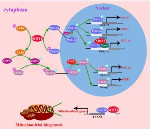 Figure 10 | AMPK and SirT1 promotion of mitochondrial biogenesis via PGC-1α. Source: Yuan et al.,  2016.(15) 