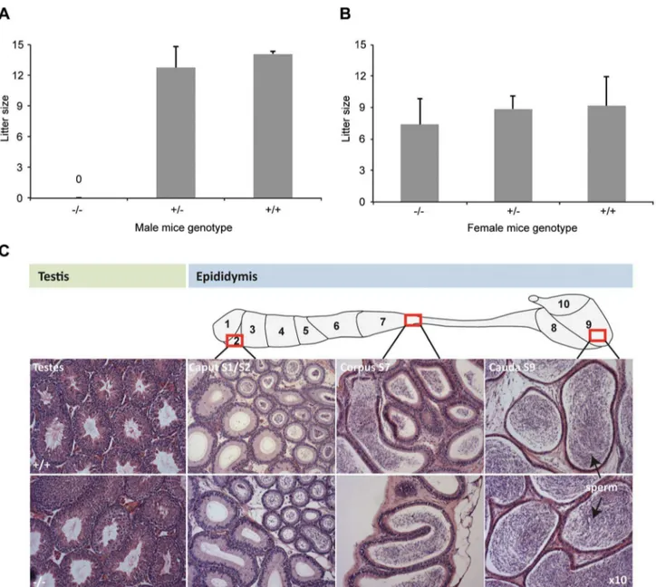 Figure 2. DefbD9/DefbD9 male mice are infertile. Figure 2A: Litter sizes of Defb D 9/Defb D 9 (2/2) male mice mated to wild-type CD1 females over 3 months