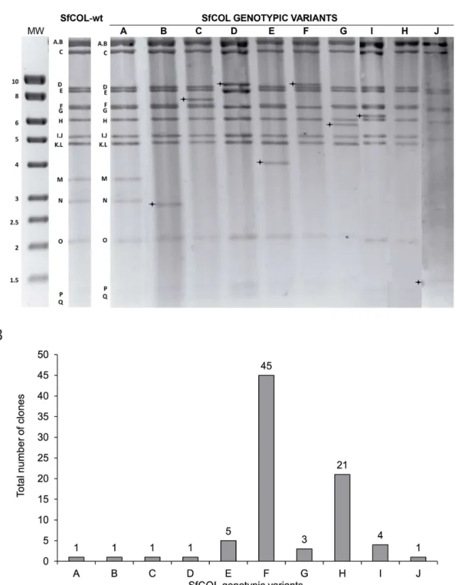 Figure  1.    Restriction  profiles  and  frequency  of  SfCOL  genotypic  variants.    A