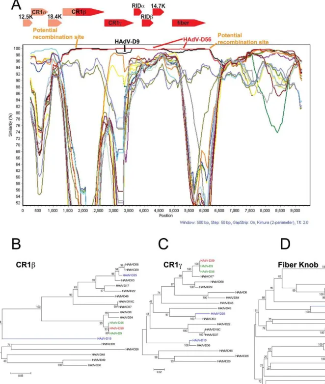 Figure 5. Computational analysis of the E3 and Fiber regions. (A) SimPlot analysis of the E3 and fiber region of HAdV-D59 compared to fully sequenced E3 and fiber regions from species HAdV-D