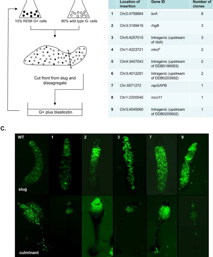 Figure 3. The selection strategy to enrich for ‘‘loser’’ mutants. (A) A pool of ,1,000 blasticidin resistant mutants was generated by insertional mutagenesis and grown under conditions that bias cells towards the spore cell fate (glucose (G+))