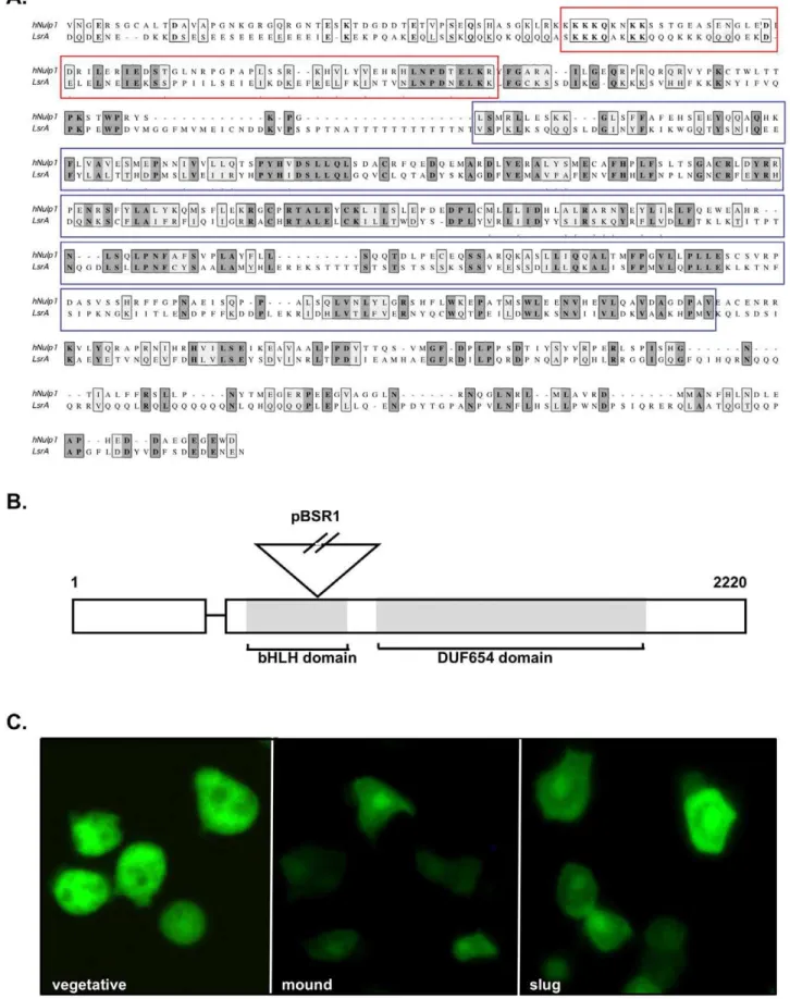 Figure 4. LsrA encodes a putative transcriptional regulator related to human Nulp1. (A) Alignment of human Nulp1 with LsrA