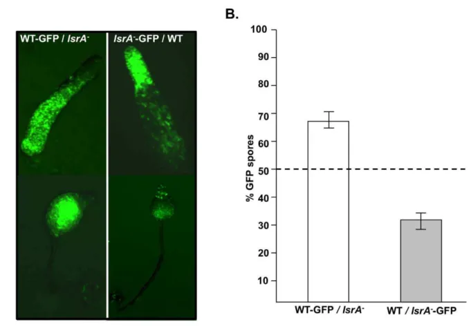 Figure 5. lsrA 2 behaves as a loser. (A) Localization of different genotypes in chimeric slugs and fruiting bodies