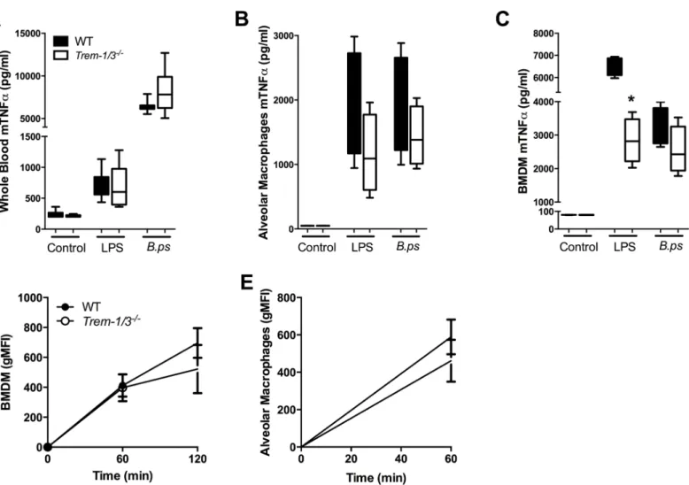 Fig 7. No effect of TREM-1 deficiency on the cellular responsiveness and phagocytosis or intracellular killing of B