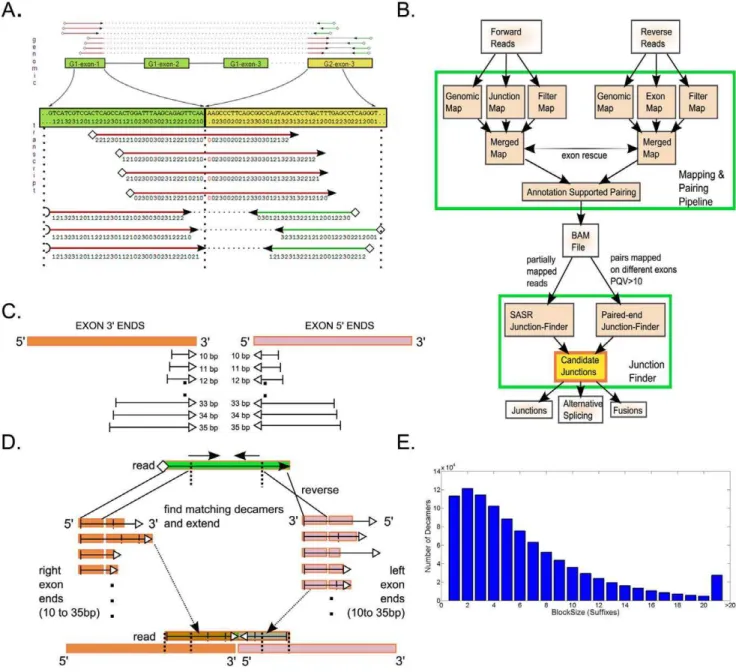 Figure 1. RNA-Seq mapping and splice junction detection methodology. A. Four reads that span (spliced single reads), and three reads that bridge (paired-end reads) the junction are shown