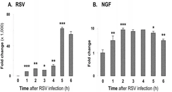 Figure 9. NGF transcripts induction in bronchial epithelial cells exposed to RSV. (A) RSV transcript levels