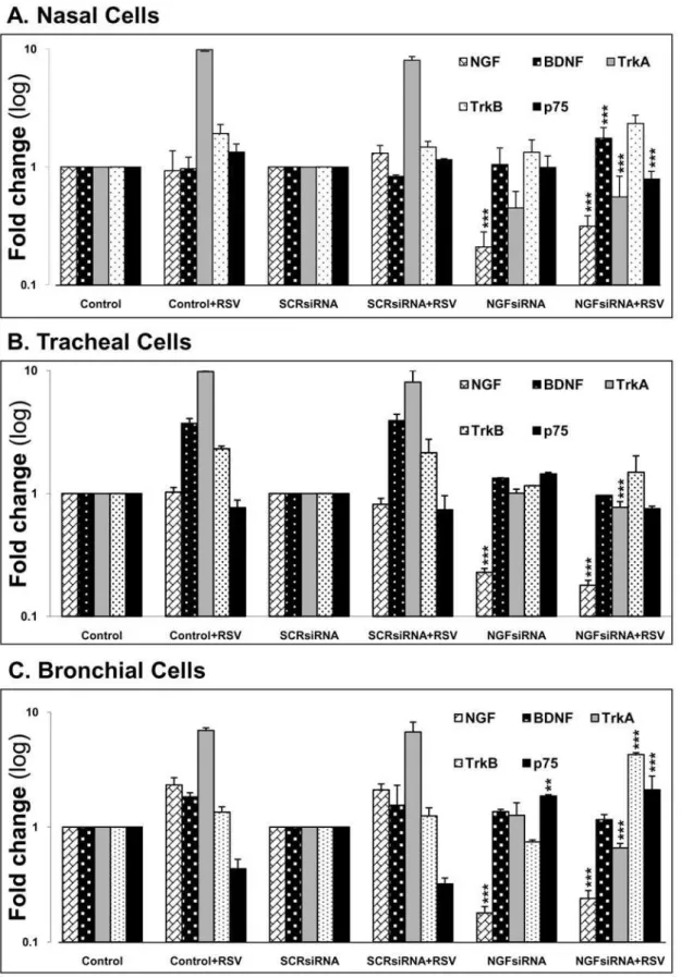 Figure 6. NGF knock-down alters gene expression of other neurotrophins in (A) nasal epithelial cells; (B) tracheal epithelial cells;