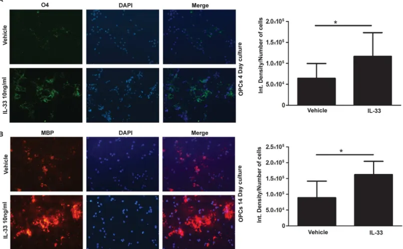 Fig 5. IL-33 treatment stimulates earlier differentiation and maturation of OPC in vitro