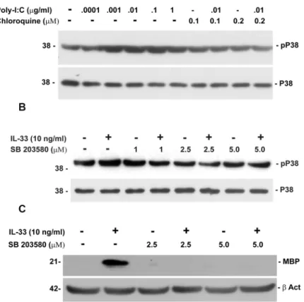 Fig 6. Phosphorylation of p38MAPK in OPC cultured with poly-IC or IL-33 (representative of two experiments)