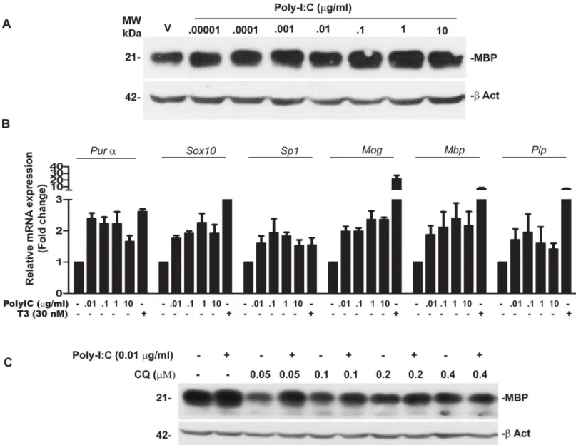 Fig 1. Poly-IC induces MBP expression and myelin related genes in OPC, (representative of four separate experiments)