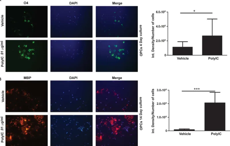 Fig 2. Poly-IC treatment induces earlier maturation of OPC in vitro . Immunostaining and quantitative image analysis of the expression level of maturation markers O4 (A) and MBP (B) in OPC