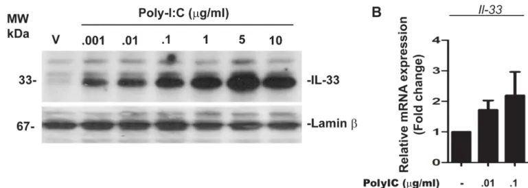 Fig 3. Poly-IC induces intranuclear accumulation of IL-33 in OPC (representative of three experiments)