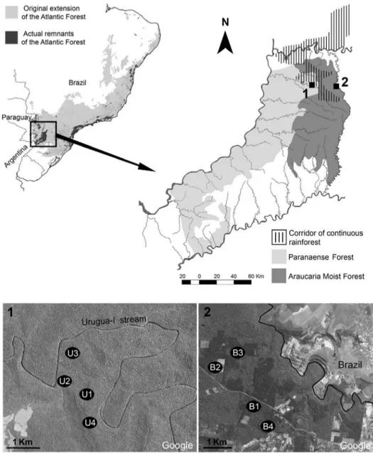 Figure 1. Study area, in the Argentine portion of the Interior Atlantic Forest (Misiones province)