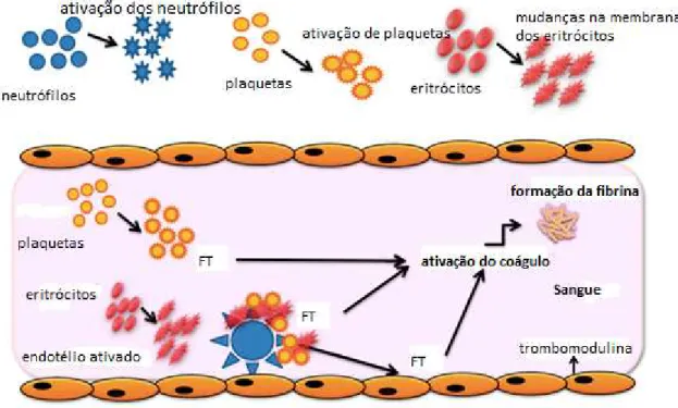 Figura  1.  Patogênese  da  trombose  na  Policetemia  vera,  Trombocitemia  Essencial  e  Mielofibrose primária, monstrando o envolvimento dos eritrócitos, neutrófilos e plaquetas na  ativação e formação da fibrina 