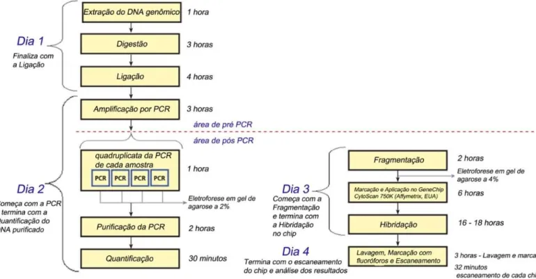 Figura 5 - Protocolo da plataforma Affymetrix® CytoScan™ 750k Array, com o tempo aproximado para  a realização de cada etapa 