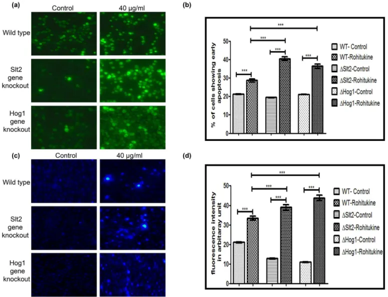 Fig 3. Rohitukine causes DNA damage and induction of apoptosis. (a) A.O. staining (b) Graphical representation for fluorescence intensity of apoptotic death of the Yeast cells as quantified using Image J software ***p &lt; 0.001 (c) DNA damage revealed by 