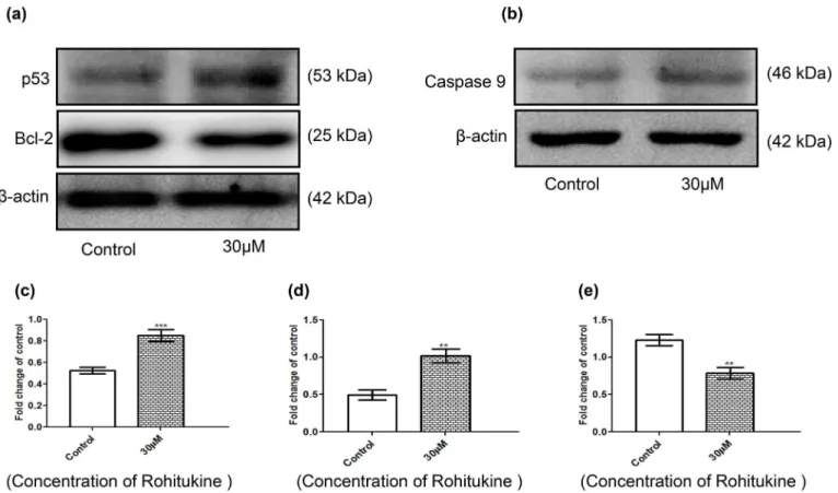 Fig 6. Rohitukine affected the apoptosis-associated protein levels in A549 cells. Cells were treated with Rohitukine at 30 μM for 24hrs, and then the total proteins were prepared and determined as described in methods