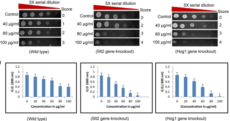 Fig 1. Hypersensitivity of ΔSlt2 and ΔHog1 strains to Rohitukine. (a) Yeast cells viability at different concentration of Rohitukine after 24 hrs of drug treatment, 5-fold serial dilutions from exponentially growing cultures of WT, ΔSlt2 and ΔHog1 strains 
