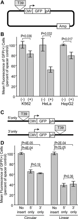 Fig 5. Influence of cell type and silencer topology on silencer activity. (A) GFP reporter construct for assessment in different cell lines