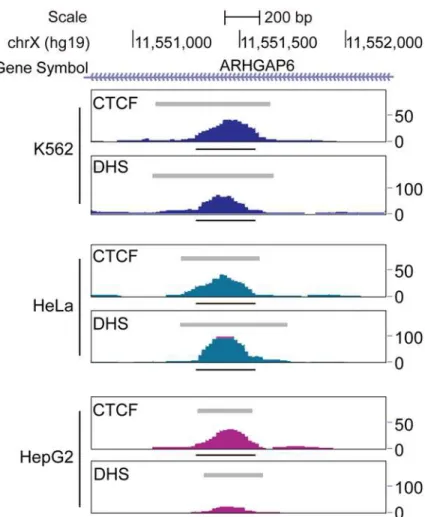 Fig 6. Chromatin profile of T39 in different cell lines. The raw sequence tags are shown for the CTCF- CTCF-binding and DHS profiles over the 1.4 kb region centered on the native T39 sequence in the indicated cell lines