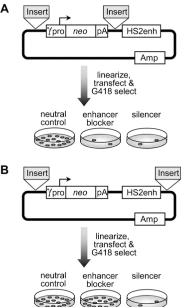 Fig 1. Schema for drug-resistant colony assay. (A) Enhancer-blocking and silencer assay