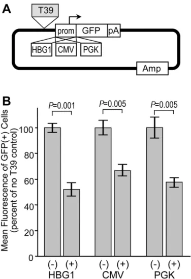 Fig 4. Influence of promoter on silencer activity. (A) GFP reporter construct. The reporter plasmid contains a GFP expression cassette terminated with the SV40 polyadenylation signal, linked to one of the three indicated promoters