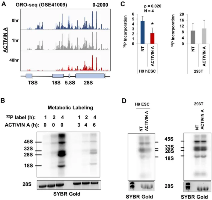Fig 2. ACTIVIN A – induced differentiation coincides with rapid downregulation of rRNA synthesis