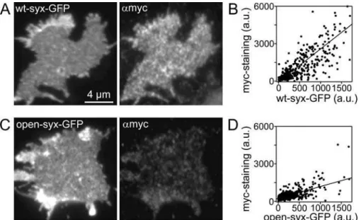 Figure 4. Synaptobrevin 2 Releases Munc18–1 from Complexed Syntaxin (A) Membrane sheets were incubated for 10 min in the absence (set to 100%) or presence of 10 lM of recombinant SNARE proteins as indicated, and Munc18–1 was quantified by immunofluorescenc