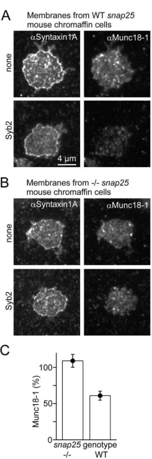 Figure 5. SNAP-25 Is Essential for Synaptobrevin 2–Triggered Munc18–1 Release