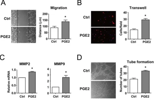 Figure 2. PGE2 enhanced the endothelial functions of BMCs. (A) BMCs were pretreated with PGE2 (1 mM) for 24 hr