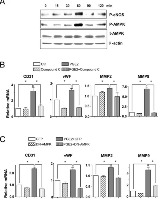Figure 3. PGE2 mediated the differentiation and migration of BMCs through AMPK activation