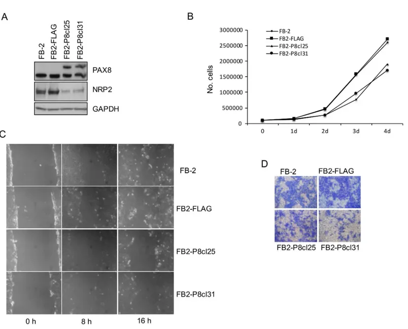 Fig 3. NRP2 downregulation in FB-2 cells inhibits cell proliferation, migration, and invasion
