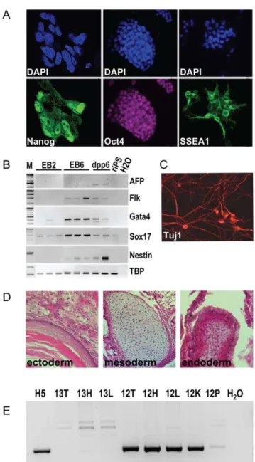 Figure 2. Pluripotency of generated riPS cells. (A) Immunostain- Immunostain-ing of cultured riPS cells for Nanog (left) (63x objective, confocal imaging, clone IVC2), Oct4 (middle, clone IIIB9), and SSEA1 (right, clone G4) (20x objective, fluorescent micr