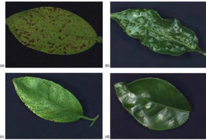 Figure 1: Images of various classes of leaf (a) Melanose (b) Scab (c) Greasy spot (d) Normal leaf