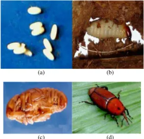 Fig. 1: The  four  life  stages  of  the  Red  Palm  Weevil  (Red Palm Weevil Control for Date Palm Trees,  2010)  (a)  eggs  (b)  larva;  (c)  pupa  fibrous  cocoom removed and (d) adult RPW 