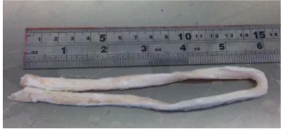 Fig 1. Bovine common extensor tendon specimen was prepared for the  experimental test