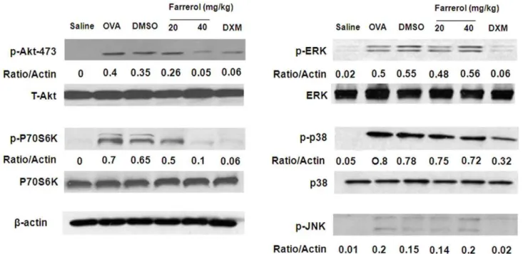 Figure 7. Effect of farrerol on Akt, P70S6K, and MAPK activation in vivo. Immunoblotting of Akt, P70S6K, and MAPK in proteins extracts of lung tissues isolated from mice 24 hours after the last OVA challenge pretreated with 20 or 40 mg/kg farrerol