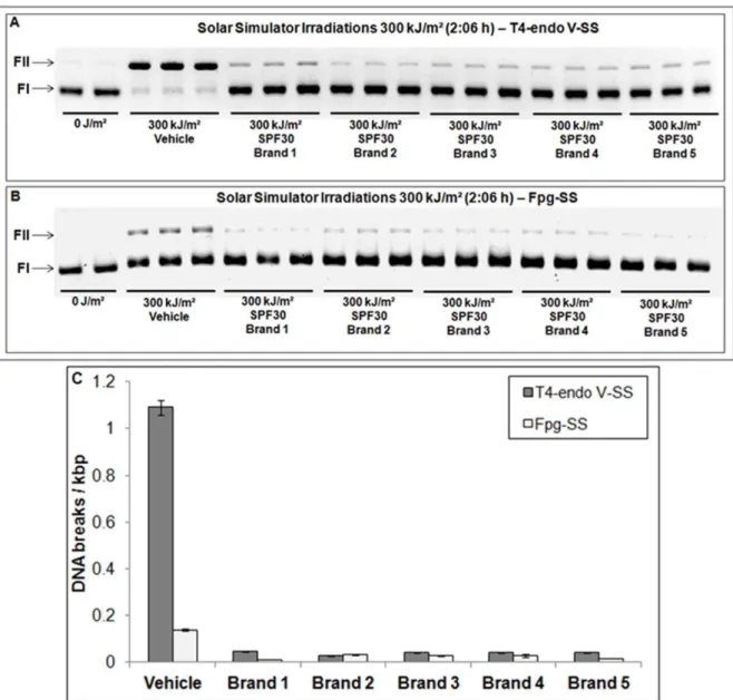Figure 1. Determination and quantification of DNA lesions after exposure to a solar simulator