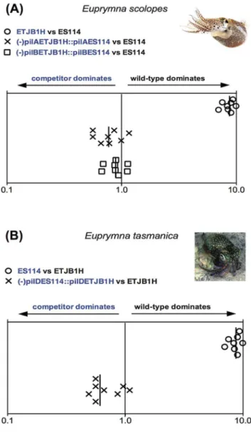Figure S1 A) Colonization assays 48-hour post-infection of juvenile Euprymna scolopes by wild-type, mutant, and complement strains of the lux operon for Vibrio fischeri