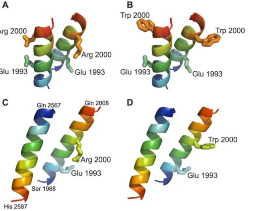 Figure 7. Molecular modeling of RD fragments harboring the p.Arg2000Trp mutation. Ribbon views of three-dimensional models of parallel (A,B) and antiparallel (C,D) fragments of wild-type coiled-coil dimers (A and C), and of their p.Arg2000Trp mutant versio
